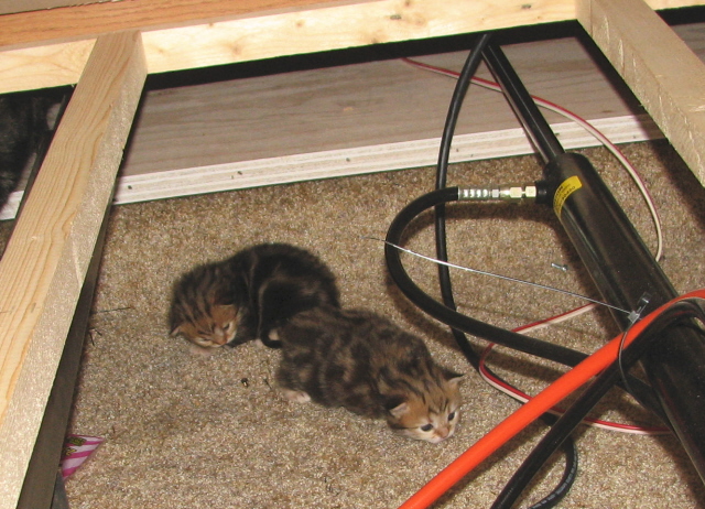 kittens under the bed